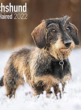 【预订】Wirehaired Dachshund 2022 Wall Calendar 9781839411571