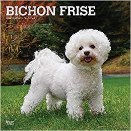 【预售】Bichon Frise 2020 Square Foil