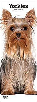 【预售】Yorkies 2020 Slim Calendar