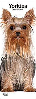 【预售】Yorkies 2020 Slim Calendar