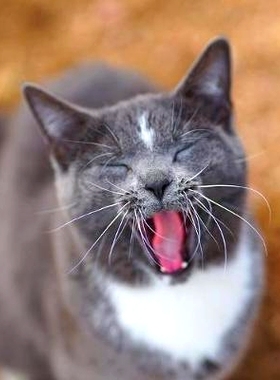 预订 Colorado Barn Cats - Skunk and Chauncey: 9780578442426