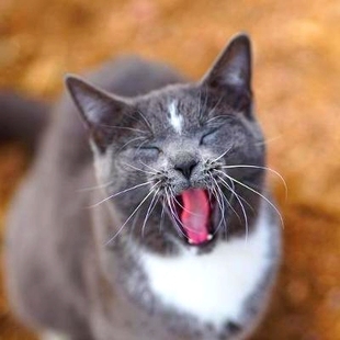 Cats Barn Skunk and 9780578442426 预订 Chauncey Colorado