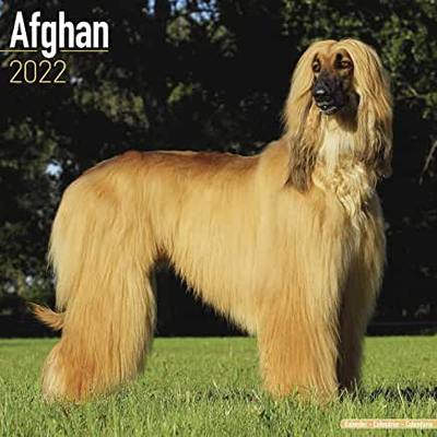 【预订】Afghan 2022 Wall Calendar 9781839411205