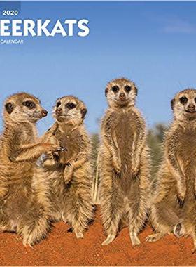 【预售】Meerkats 2020 Square Wall Calendar