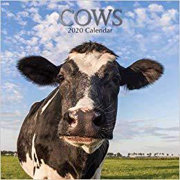 【预售】Cows : 2020 Square Wall Calendar