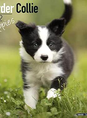 【预订】Border Collie Puppies 2022 Wall Calendar 9781839412301