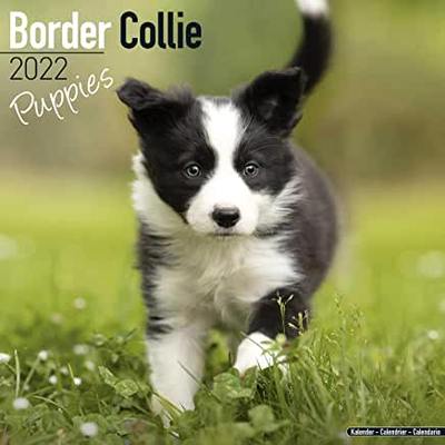 【预订】Border Collie Puppies 2022 Wall Calendar 9781839412301