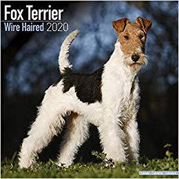 【预售】Fox Terrier Wire Haired Calendar 2020