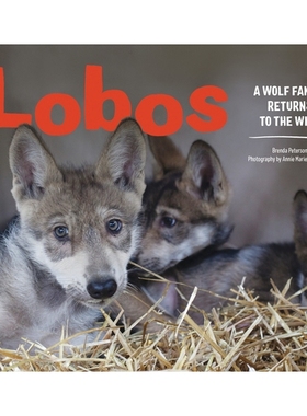 预订 Lobos: A Wolf Family Returns to the Wild: 9781632170842