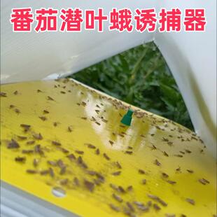 长持效 番茄潜叶蛾潜麦蛾防治诱芯诱捕诱导西红柿蛾引诱剂粘飞蛾