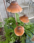 莫里斯花园花园杂货蘑菇花插地插高84最大伞盖直径20