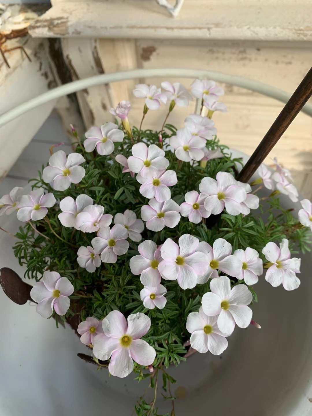 芙蓉酢浆草 酢浆草桃之辉粉花酢浆草 耐寒易养多年生根球花卉