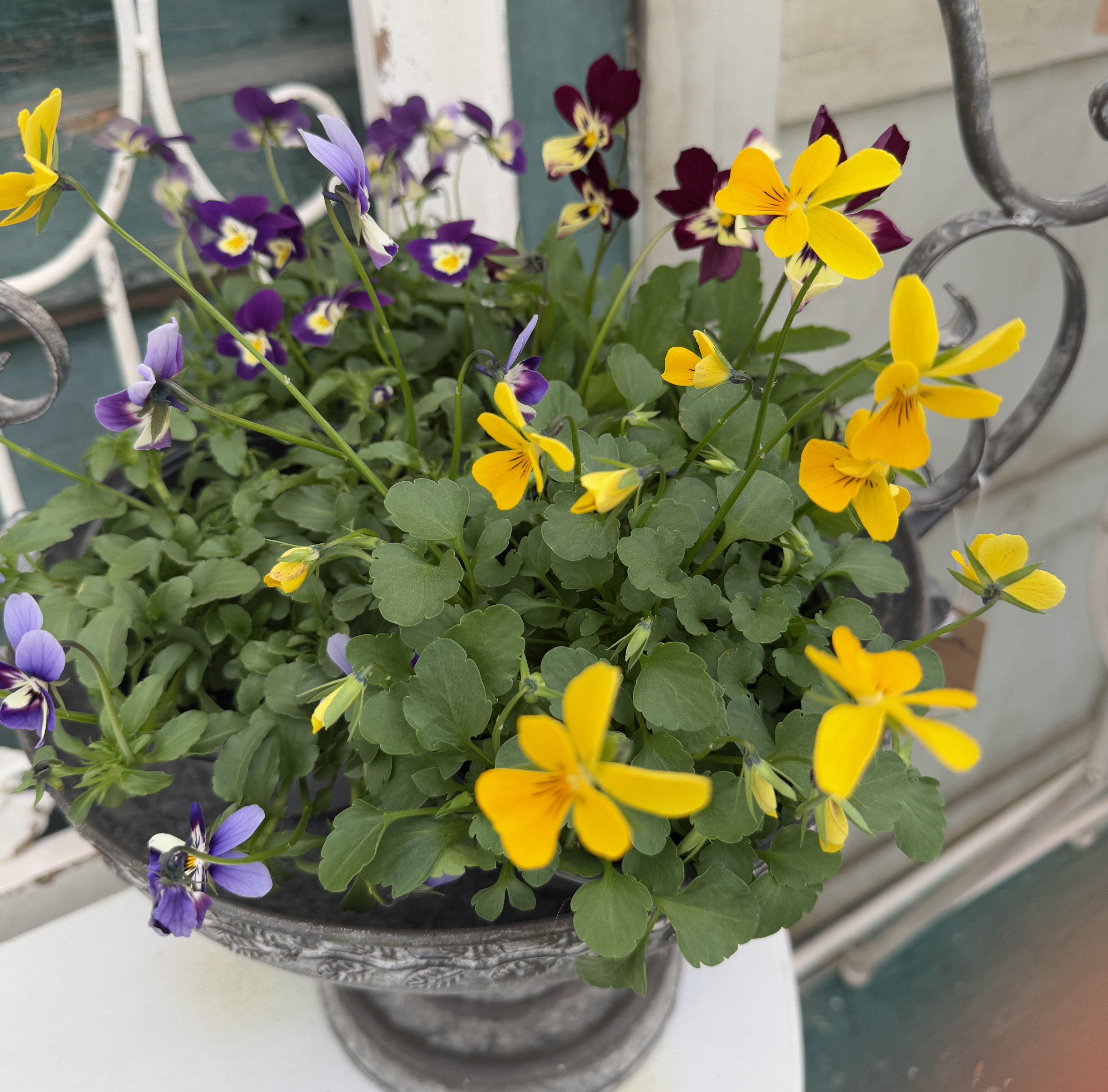 莫里斯花园 角堇 小兔子 12口径满盆,鲜花速递/花卉仿真/绿植园艺,时令草本花卉,淘宝优惠券,粉丝福利购,淘宝优惠卷