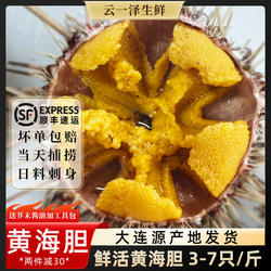 海胆鲜活紫黄胆刺身即食日料马粪海胆新鲜水饺炒饭超大连海鲜水产