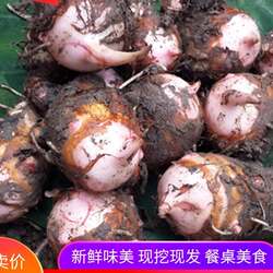 崇明红梗香酥芋5斤红芽芋艿软糯 芋头新鲜小芋头毛芋农家自种蔬菜