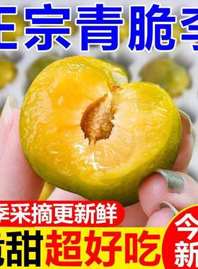 正宗四川脆甜脱骨李子青红脆李子5斤应季新鲜水果冰糖蜂蜜巫山李