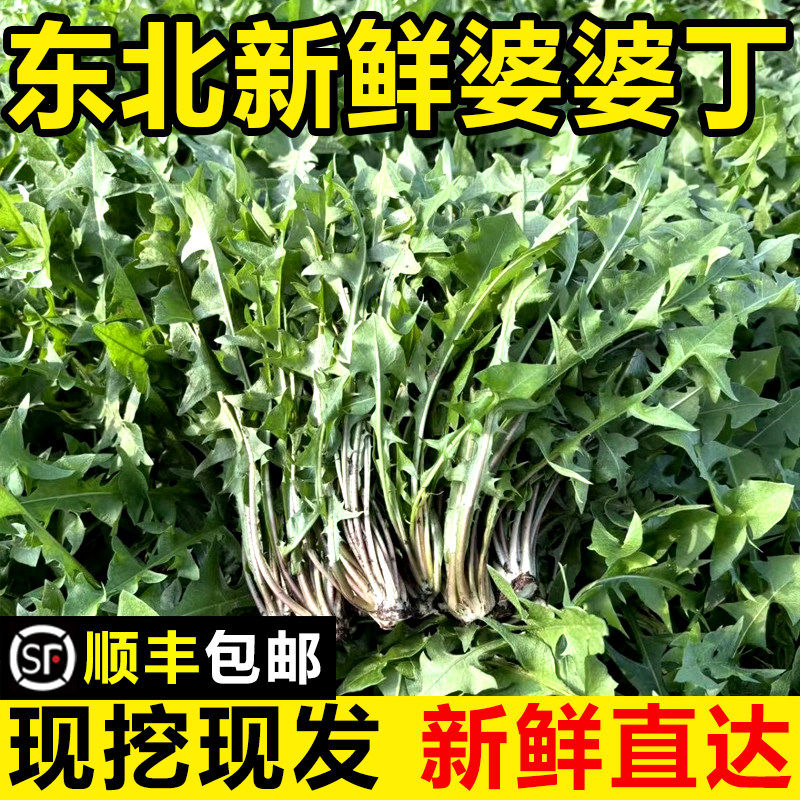 东北新鲜婆婆丁山野菜现挖现发蒲公英苦菜苦麻子精选蘸酱菜叶菜类