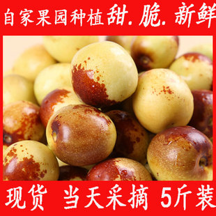 自家种植 正宗沾化二代冬枣 5斤装 山东特产冬枣 现货 甜脆多汁