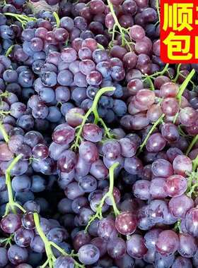 玫瑰香葡萄山东特产平度大泽山新鲜葡萄整箱孕妇水果4斤顺丰