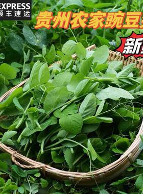 贵州农家当季食用新鲜蔬菜叶子菜豌豆尖豌豆菜细嫩火锅菜500g