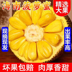 海南菠萝蜜一整个新鲜果干苞现摘三亚保亭特产