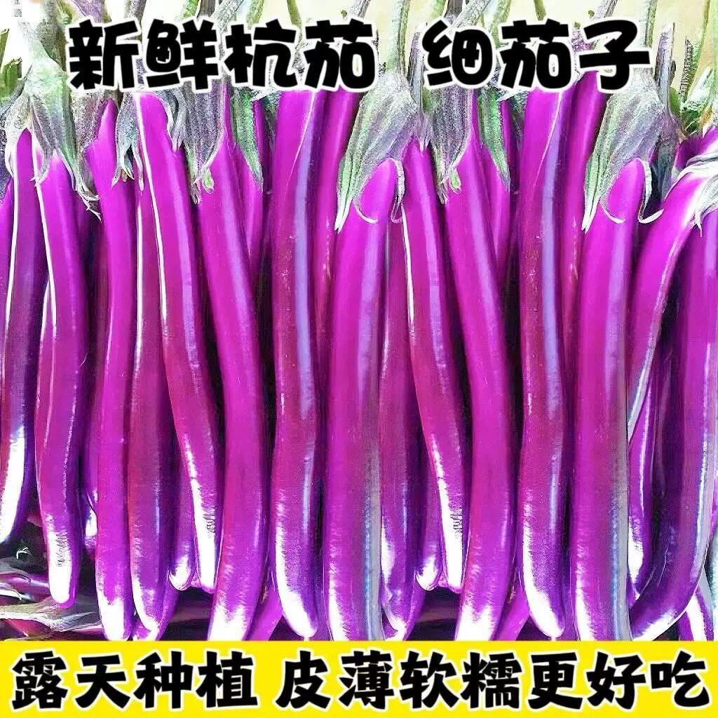 顺丰包邮新鲜杭茄5斤农家现摘细长茄子薄皮嫩茄子线茄子时令蔬菜