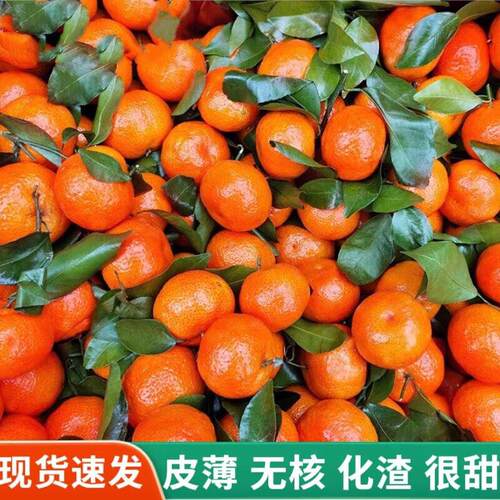 广西金秋砂糖橘新鲜水果10斤整箱整箱甜蜜砂糖桔子蜜桔小橘子