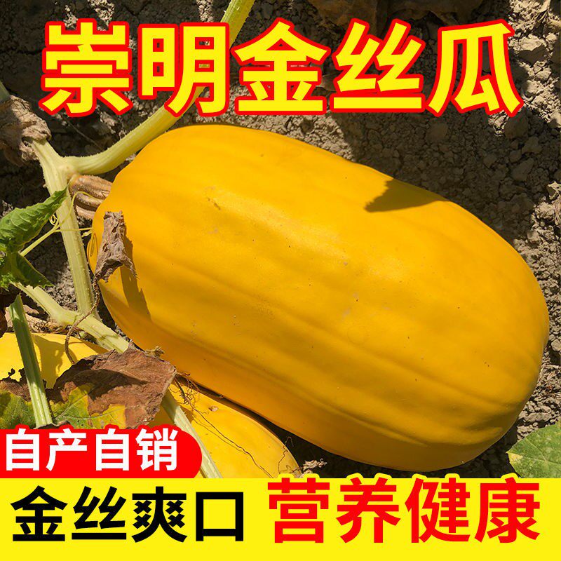 上海崇明岛金丝瓜黄金瓜角瓜搅瓜绞瓜面条瓜鱼翅瓜 凉拌蔬菜