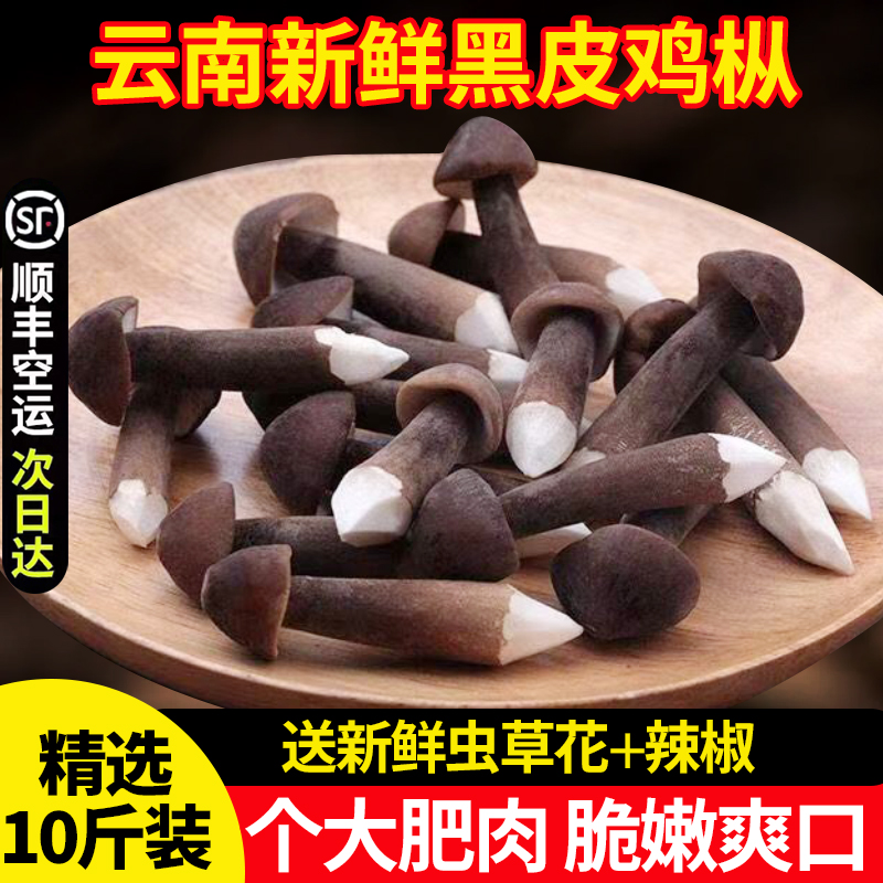 新鲜黑皮鸡枞菌500g云南特产野生菌菇煲汤火锅食材养生食用菌蘑菇