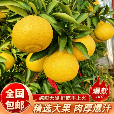 【正宗象山青柑橘】日本春香柚小柚子黄金贡柚10斤甜桔柚新鲜爆汁