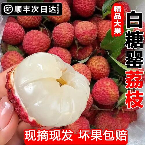 顺丰2026冷冻荔枝新鲜现摘当季老树鲜果整箱高州特产白糖罂