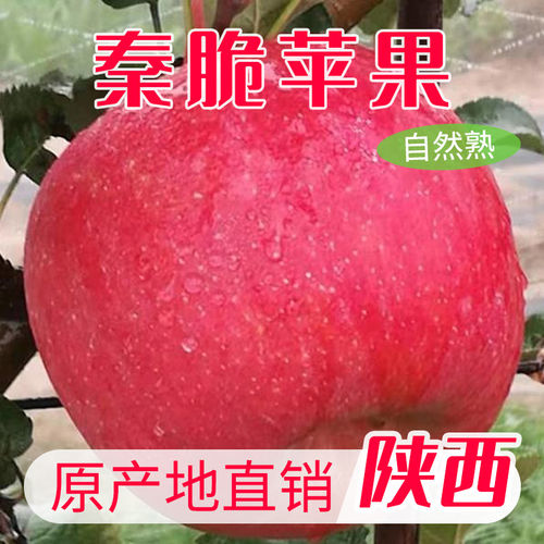 正宗陕西秦脆苹果当季鲜果现摘脆甜多汁孕妇儿童水果大果5斤顺丰