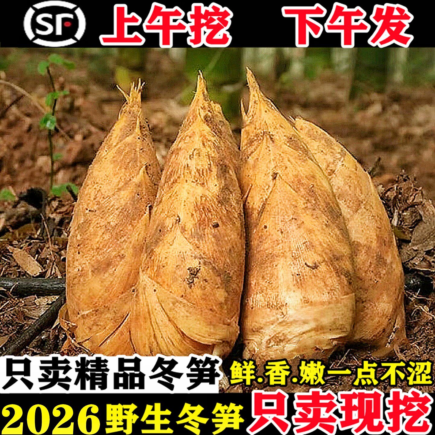冬笋新鲜现挖正宗浙江黄泥竹笋10嫩笋尖5斤农家时令蔬菜野生春笋