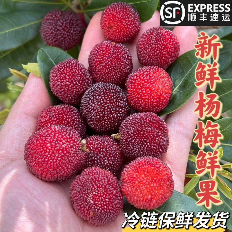 贵州新鲜孕妇水果红杨梅鲜果酸甜现摘东魁土杨梅500g顺丰冷链