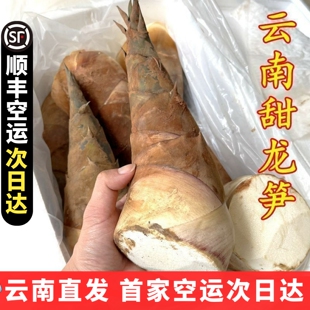甜笋龙笋新鲜云南新鲜蔬菜 可生吃水果竹笋鲜嫩春笋现挖野菜