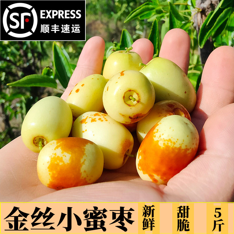 山东金丝蜜枣新鲜孕妇水果当季现摘蜜枣5斤红枣自然成熟 顺丰京东