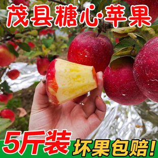 四川阿坝州汶川冰糖心小金苹果新鲜茂县红富士理县丑苹果5斤