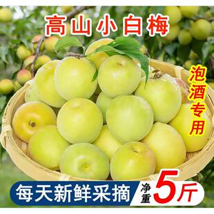 【26年小白梅】青梅鲜果诏安小白梅泡酒野生梅子白粉梅酸梅水果