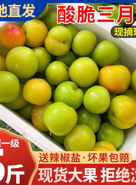 现货5斤早熟三月李孕妇水果现摘酸脆珍珠李子新鲜青李子当季
