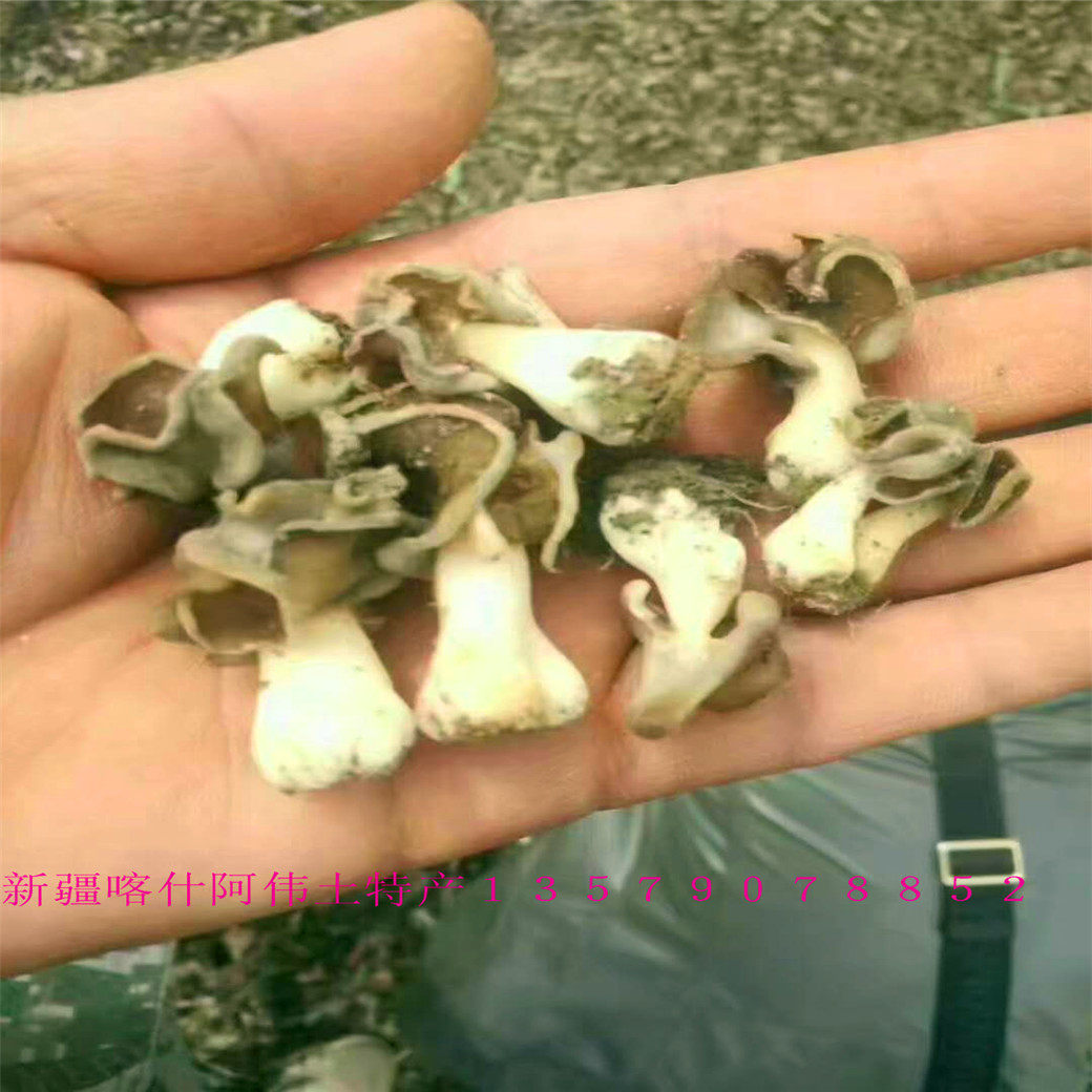 巴楚蘑菇 野生羊肚菌 纯天然 精品 AAAA级