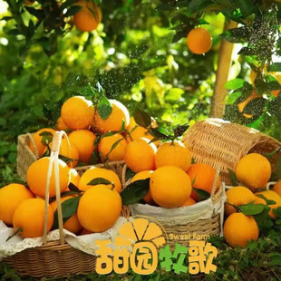 10斤装顺丰包邮甜园牧歌赣南脐橙正宗江西甜橙子赣州市田园牧歌
