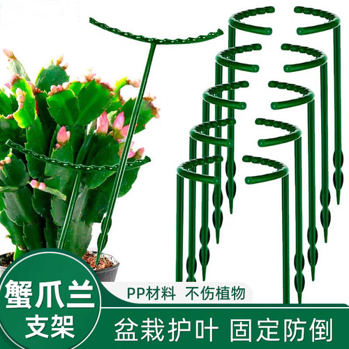 蟹爪兰植物防倒护叶花架支撑护叶
