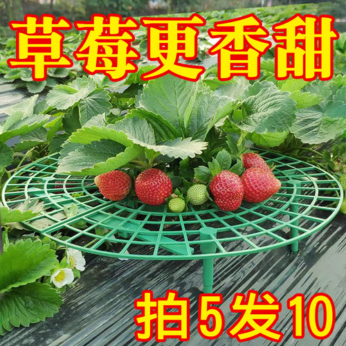草莓种植架果实支撑托盘买5发10