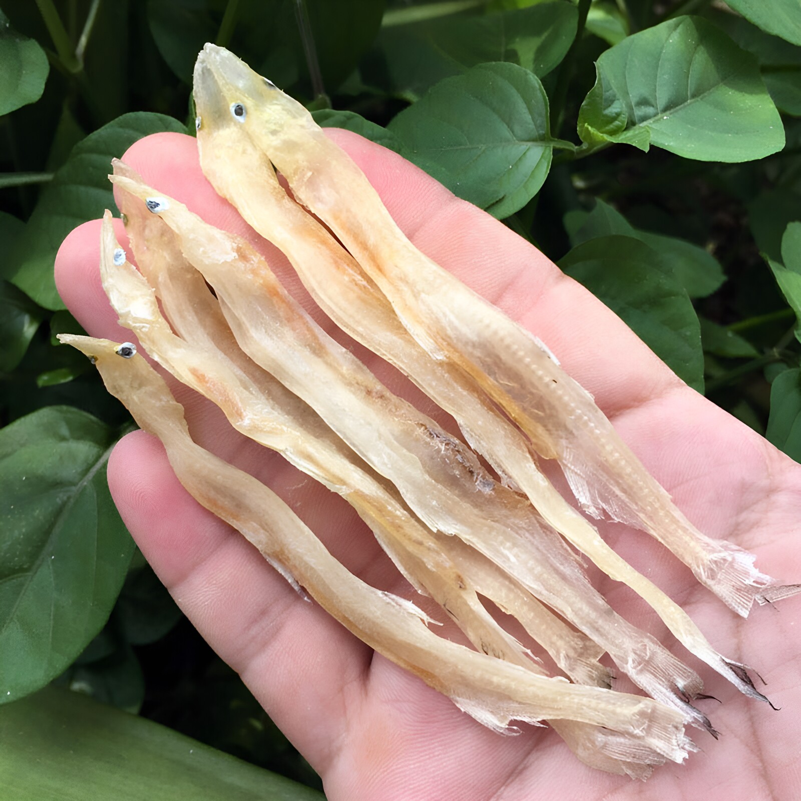 淡晒无盐白饭鱼干大号银鱼干特产水产干货海鲜鱼仔干小鱼苗干250g