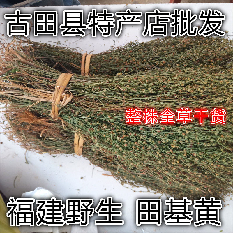福建野生田基黄 地耳草 雀舌草 黄花草 七寸金 跌水草 全草包邮