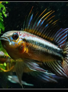 观赏鱼活体南美短鲷泰菲酋长维吉塔欧宝裘诺公主阿卡西渔场精品苗