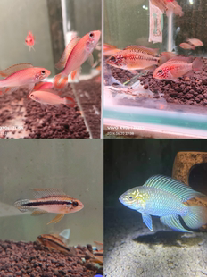 南美短鲷混养套餐血红维吉塔火焰阿卡西阿莲卡欧宝鱼苗1.5-2厘米