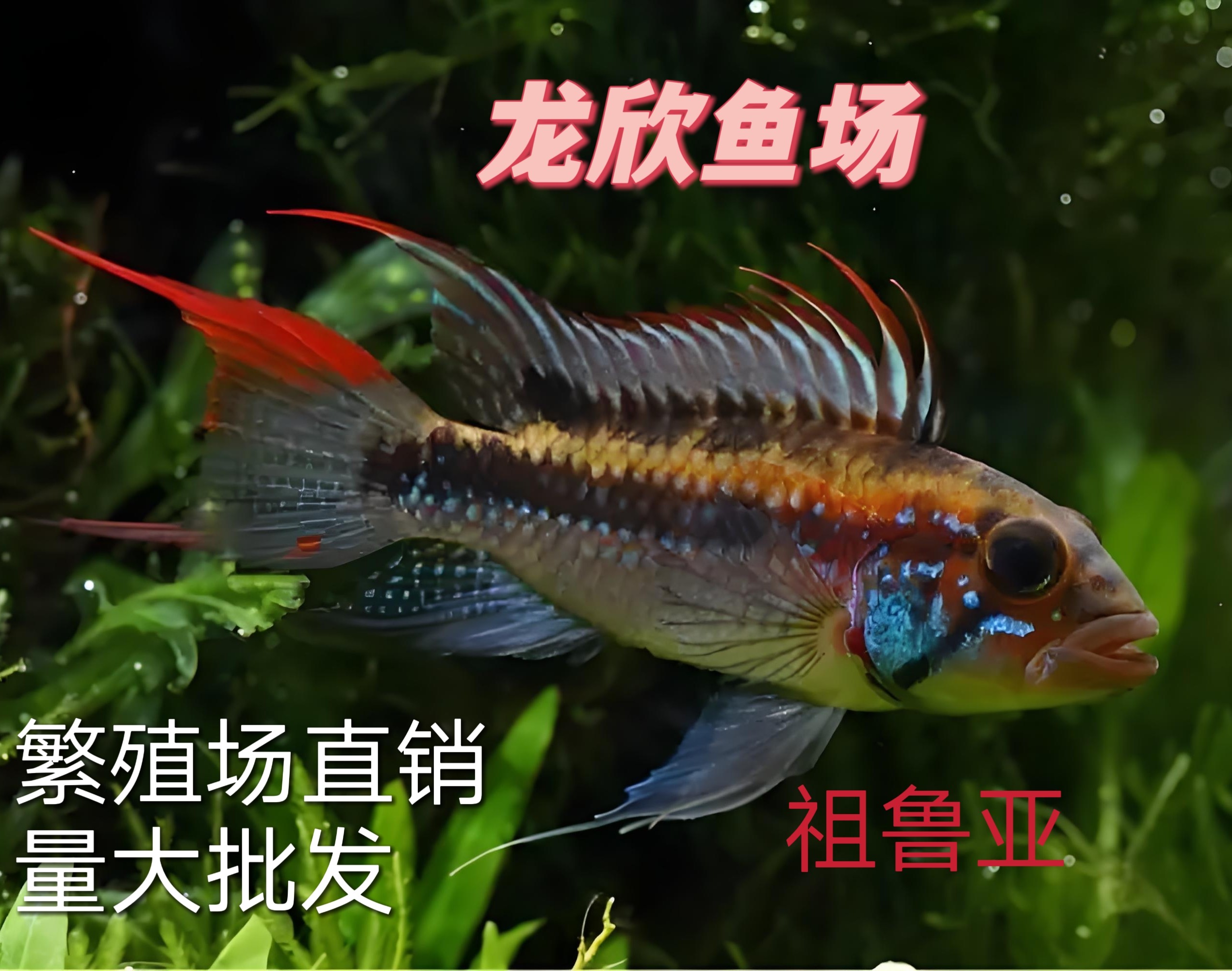热带观赏鱼南美短鲷祖鲁亚对鱼