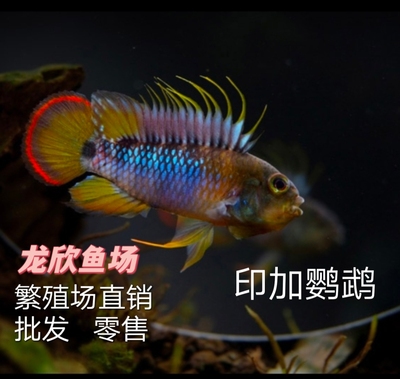 现货热带观赏鱼印加鹦鹉短鲷熊猫短鲷霸王短鲷鱼小型活体鱼