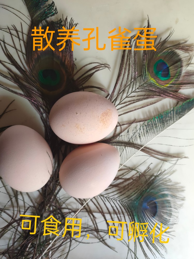 蓝孔雀种蛋 孵化蓝 白 花,6枚包邮